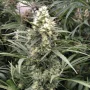 Семена конопли Snow Bud® от Dutch Passion